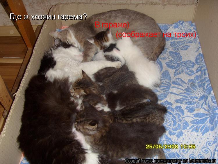 Где ж хозяин гарема? В гараже) (соображает на троих)... Котоматрица: Где ж хозяин гарема? В гараже) (соображает на троих)