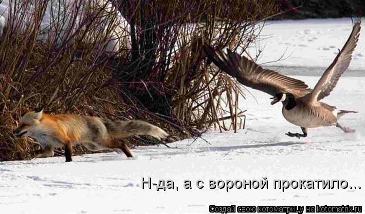 Н-да, а с вороной прокатило...... Котоматрица: Н-да, а с вороной прокатило...