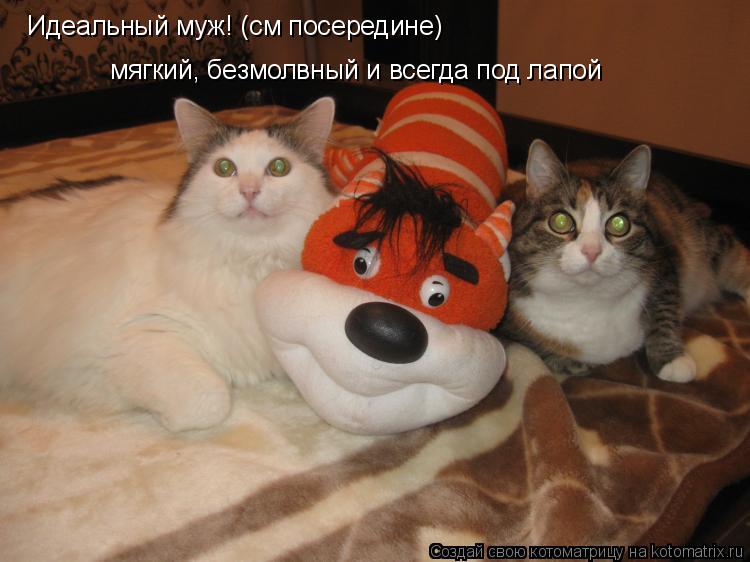 Идеальный муж! (см посередине) мягкий, безмолвный и всегда под лапой... Котоматрица: Идеальный муж! (см посередине) мягкий, безмолвный и всегда под лапой