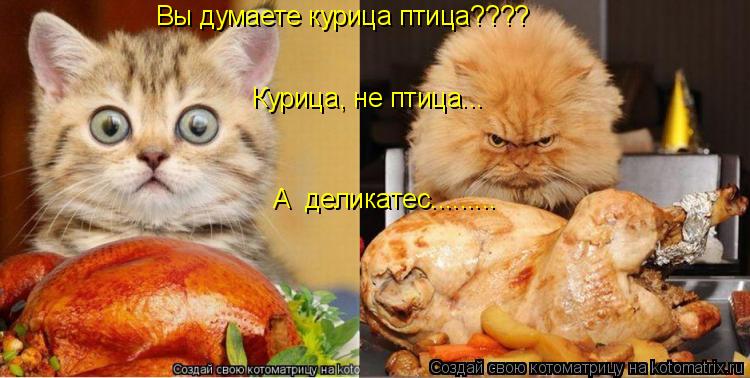 Котоматрица: Вы думаете курица птица???? А  деликатес.........   Курица, не птица...