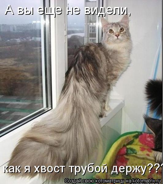 А вы еще не видели, как я хвост трубой держу???... Котоматрица: А вы еще не видели, как я хвост трубой держу???