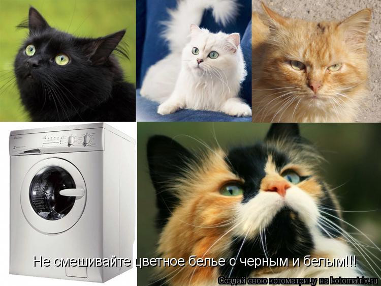 Не смешивайте цветное белье с черным и белым!!!... Котоматрица: Не смешивайте цветное белье с черным и белым!!!