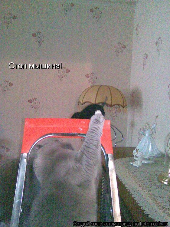 Стоп мышина!... Котоматрица: Стоп мышина!