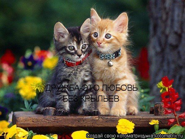 ДРУЖБА-ЭТО ЛЮБОВЬ БЕЗ КРЫЛЬЕВ... Котоматрица: ДРУЖБА-ЭТО ЛЮБОВЬ БЕЗ КРЫЛЬЕВ