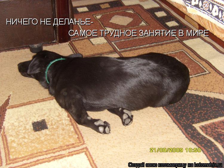 НИЧЕГО НЕ ДЕЛАНЬЕ- САМОЕ ТРУДНОЕ ЗАНЯТИЕ В МИРЕ... Котоматрица: НИЧЕГО НЕ ДЕЛАНЬЕ- САМОЕ ТРУДНОЕ ЗАНЯТИЕ В МИРЕ