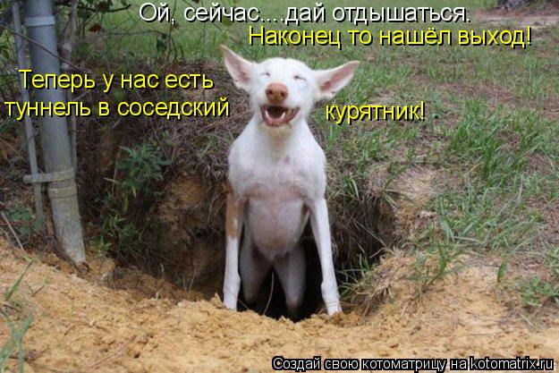 Ой, сейчас....дай отдышаться. Наконец то нашёл выход! Теперь у нас есть туннель в соседский курятник!... Котоматрица: Ой, сейчас....дай отдышаться. Наконец то нашёл выход! Теперь у нас есть туннель в соседский курятник!