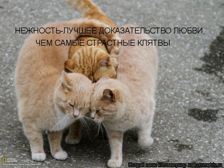 НЕЖНОСТЬ-ЛУЧШЕЕ ДОКАЗАТЕЛЬСТВО ЛЮБВИ, ЧЕМ САМЫЕ СТРАСТНЫЕ КЛЯТВЫ... Котоматрица: НЕЖНОСТЬ-ЛУЧШЕЕ ДОКАЗАТЕЛЬСТВО ЛЮБВИ, ЧЕМ САМЫЕ СТРАСТНЫЕ КЛЯТВЫ