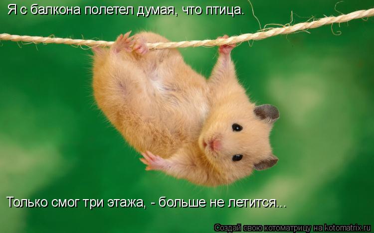 Я с балкона полетел думая, что птица. Только смог три этажа, - больше не летится...... Котоматрица: Я с балкона полетел думая, что птица. Только смог три этажа, - больше не летится...