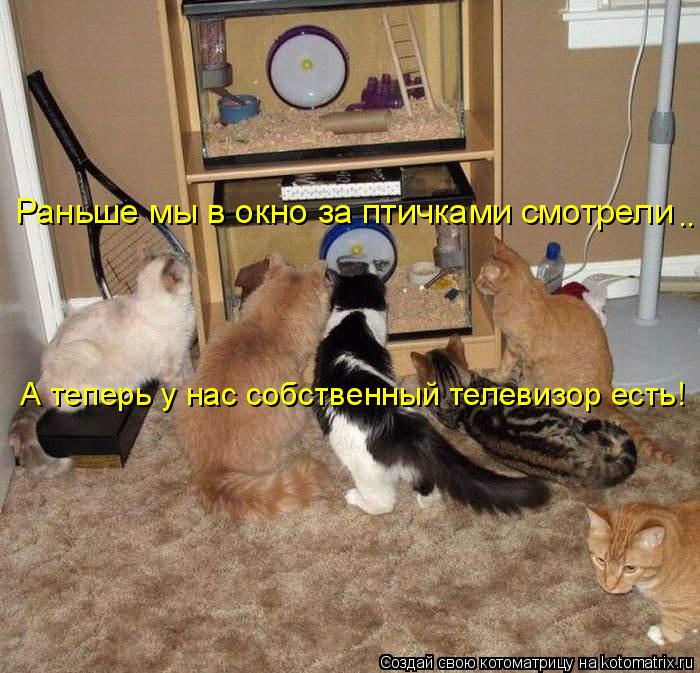 Раньше мы в окно за птичками смотрели А теперь у нас собственный телевизор есть! ..... Котоматрица: Раньше мы в окно за птичками смотрели А теперь у нас собственный телевизор есть! ..