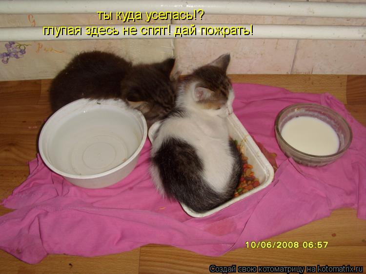 ты куда уселась!? глупая здесь не спят! дай пожрать!... Котоматрица: ты куда уселась!? глупая здесь не спят! дай пожрать!