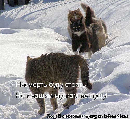 Насмерть буду стоять! Но к нашим муркам не пущу!... Котоматрица: Насмерть буду стоять! Но к нашим муркам не пущу!