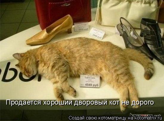 Продается хороший дворовый кот не дорого... Котоматрица: Продается хороший дворовый кот не дорого