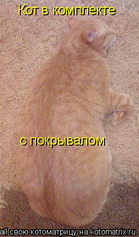 Котоматрица: Кот в комплекте  с покрывалом