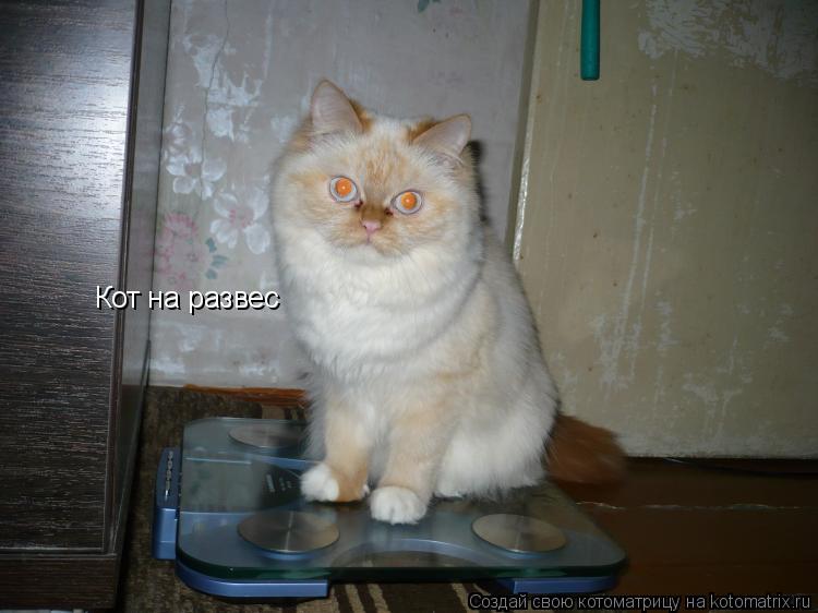 Кот на развес... Котоматрица: Кот на развес