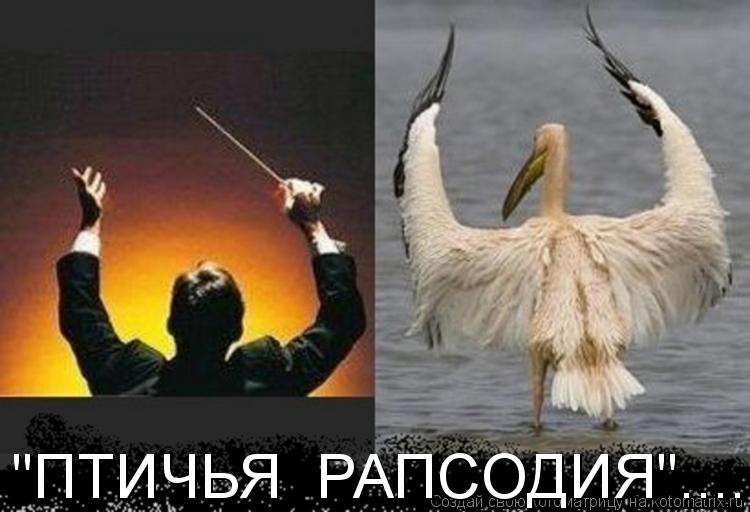 "ПТИЧЬЯ РАПСОДИЯ"........ Котоматрица: "ПТИЧЬЯ РАПСОДИЯ".....