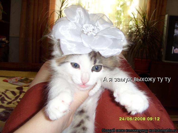 А я замуж выхожу ту ту... Котоматрица: А я замуж выхожу ту ту