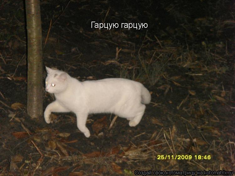 Гарцую гарцую... Котоматрица: Гарцую гарцую