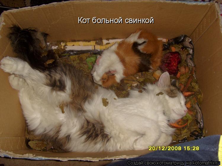 Кот больной свинкой... Котоматрица: Кот больной свинкой