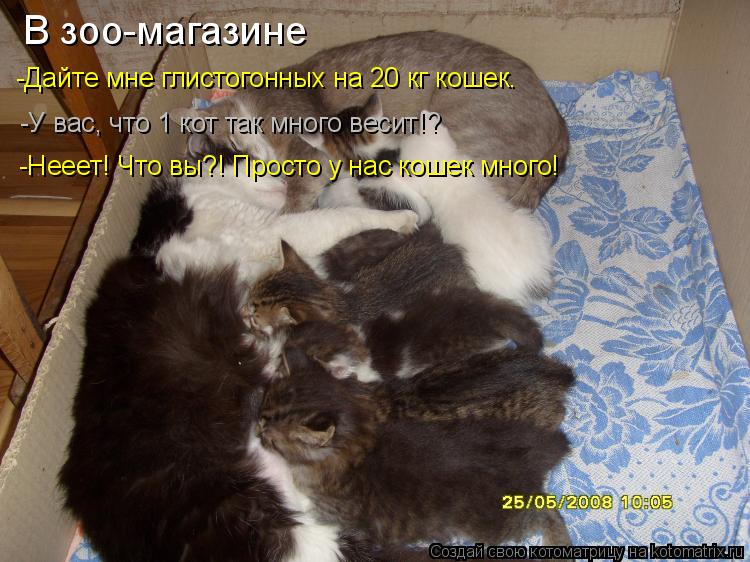 В зоо-магазине -Дайте мне глистогонных на 20 кг кошек. -У вас, что 1 кот так много весит!? -Нееет! Чт... Котоматрица: В зоо-магазине -Дайте мне глистогонных на 20 кг кошек. -У вас, что 1 кот так много весит!? -Нееет! Что вы?! Просто у нас кошек много!