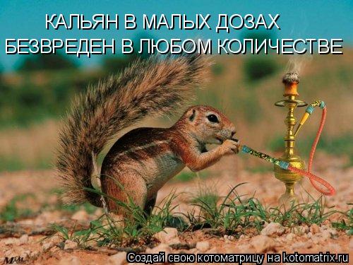 КАЛЬЯН В МАЛЫХ ДОЗАХ БЕЗВРЕДЕН В ЛЮБОМ КОЛИЧЕСТВЕ... Котоматрица: КАЛЬЯН В МАЛЫХ ДОЗАХ БЕЗВРЕДЕН В ЛЮБОМ КОЛИЧЕСТВЕ