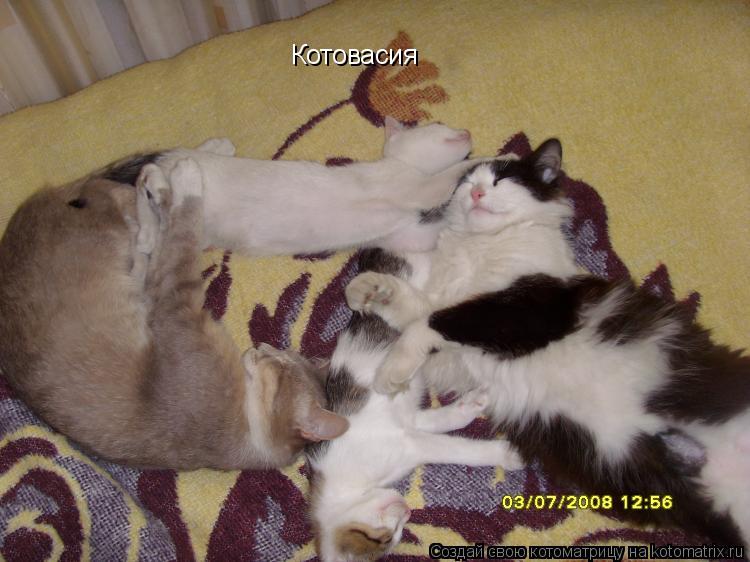 Котовасия... Котоматрица: Котовасия