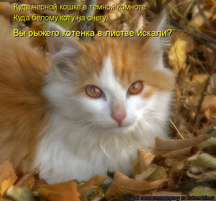 Куда черной кошке в темной комноте Куда белому коту на снегу Вы рыжего котенка в листве искали?... Котоматрица: Куда черной кошке в темной комноте Куда белому коту на снегу Вы рыжего котенка в листве искали?