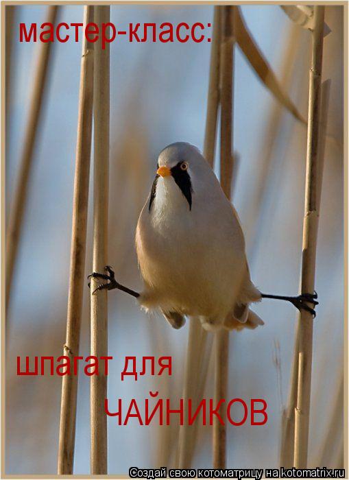 мастер-класс: шпагат для ЧАЙНИКОВ... Котоматрица: мастер-класс: шпагат для ЧАЙНИКОВ