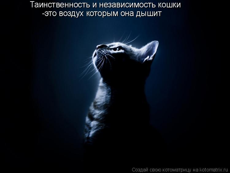Таинственность и независимость кошки -это воздух которым она дышит... Котоматрица: Таинственность и независимость кошки -это воздух которым она дышит