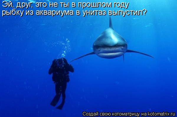Эй, друг, это не ты в прошлом году рыбку из аквариума в унитаз выпустил?... Котоматрица: Эй, друг, это не ты в прошлом году рыбку из аквариума в унитаз выпустил?