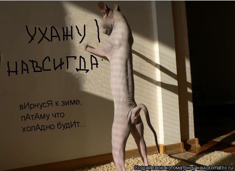 вИрнусЯ к зиме, пАтАму что холАдно будИт...... Котоматрица: вИрнусЯ к зиме, пАтАму что холАдно будИт...