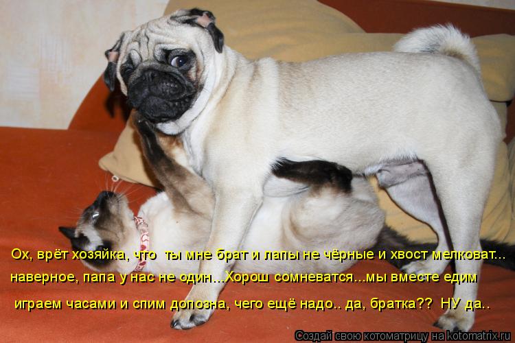 Ох, врёт хозяйка, что ты мне брат и лапы не чёрные и хвост мелковат... наверное, папа у нас не один.... Котоматрица: Ох, врёт хозяйка, что ты мне брат и лапы не чёрные и хвост мелковат... наверное, папа у нас не один...Хорош сомневатся...мы вместе едим играем ча