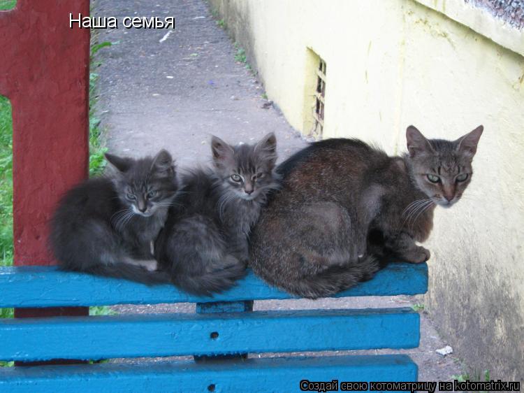 Наша семья... Котоматрица: Наша семья