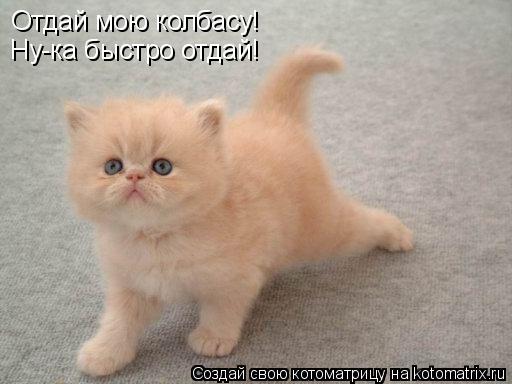 Отдай мою колбасу! Ну-ка быстро отдай!... Котоматрица: Отдай мою колбасу! Ну-ка быстро отдай!