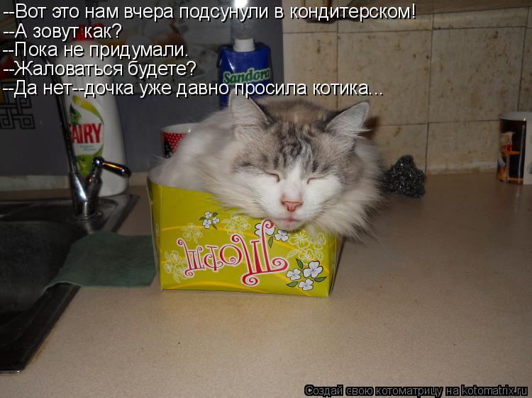 --Вот это нам вчера подсунули в кондитерском! --А зовут как? --Пока не придумали. --Жаловаться будете... Котоматрица: --Вот это нам вчера подсунули в кондитерском! --А зовут как? --Пока не придумали. --Жаловаться будете? --Да нет--дочка уже давно просила котика...