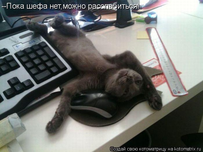 --Пока шефа нет,можно расслабиться!... Котоматрица: --Пока шефа нет,можно расслабиться!