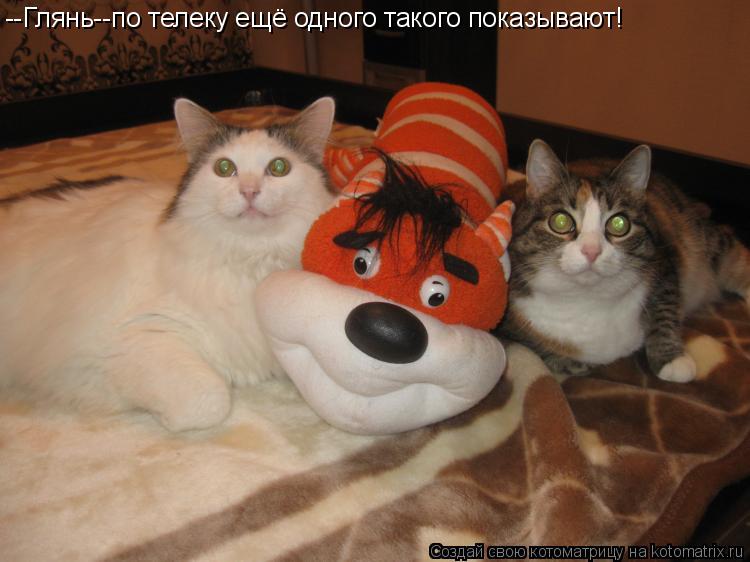 --Глянь--по телеку ещё одного такого показывают!... Котоматрица: --Глянь--по телеку ещё одного такого показывают!