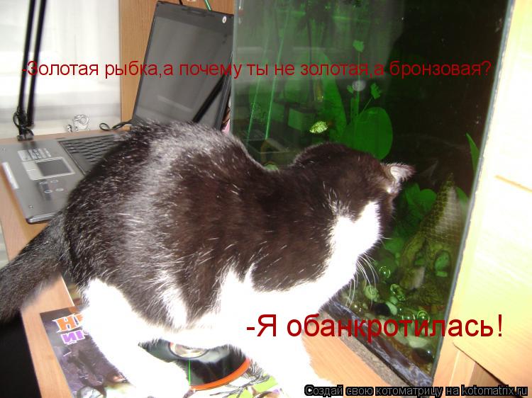 -Золотая рыбка,а почему ты не золотая,а бронзовая? -Я обанкротилась!... Котоматрица: -Золотая рыбка,а почему ты не золотая,а бронзовая? -Я обанкротилась!