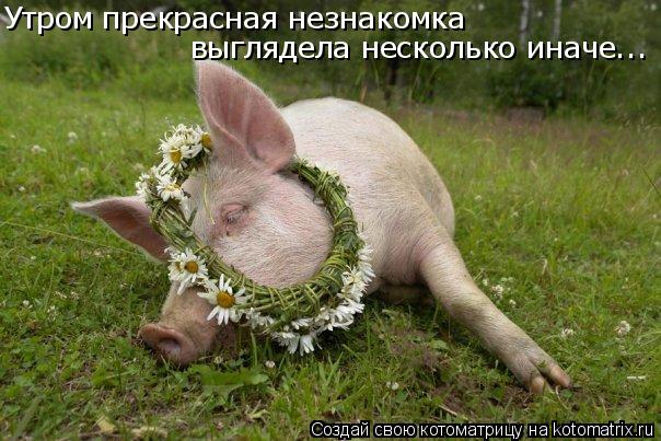 Утром прекрасная незнакомка выглядела несколько иначе...... Котоматрица: Утром прекрасная незнакомка выглядела несколько иначе...