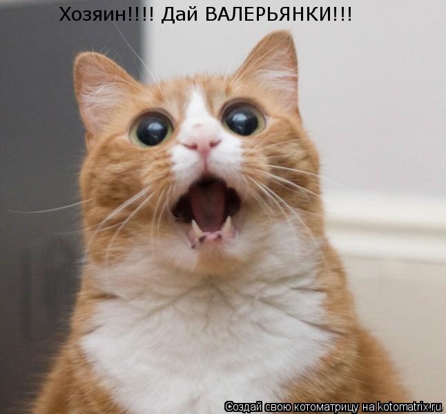 Хозяин!!!! Дай ВАЛЕРЬЯНКИ!!!... Котоматрица: Хозяин!!!! Дай ВАЛЕРЬЯНКИ!!!