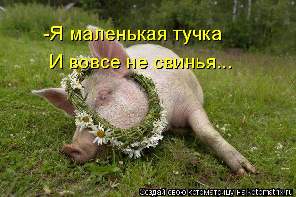 -Я маленькая тучка И вовсе не свинья...... Котоматрица: -Я маленькая тучка И вовсе не свинья...