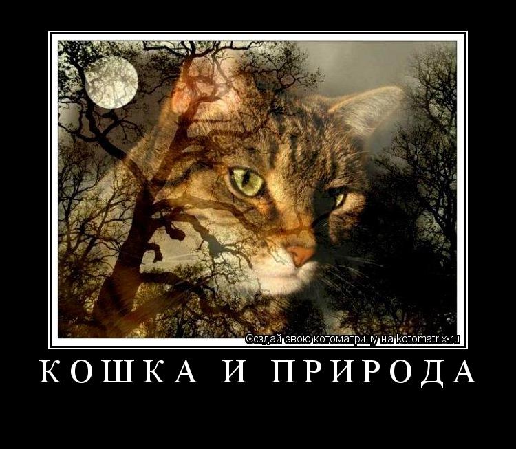 Кошка и природа ... Котоматрица: Кошка и природа