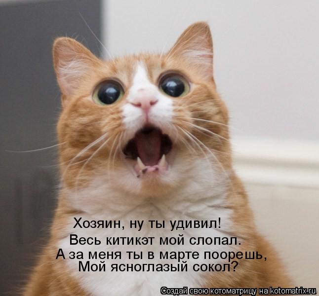 Хозяин, ну ты удивил! Весь китикэт мой слопал. А за меня ты в марте поорешь, Мой ясноглазый сокол?... Котоматрица: Хозяин, ну ты удивил! Весь китикэт мой слопал. А за меня ты в марте поорешь, Мой ясноглазый сокол?