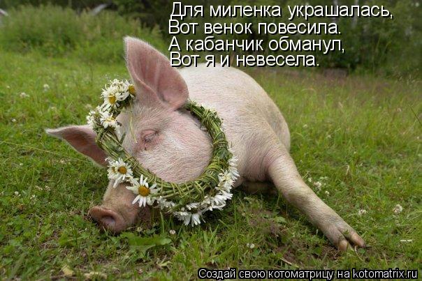 Для миленка украшалась, Вот венок повесила. А кабанчик обманул, Вот я и невесела.... Котоматрица: Для миленка украшалась, Вот венок повесила. А кабанчик обманул, Вот я и невесела.
