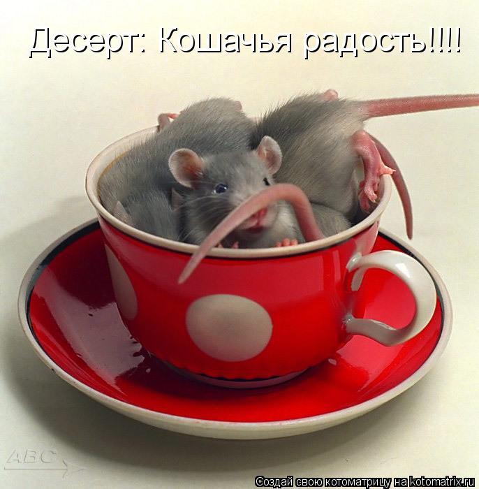 Десерт: Кошачья радость!!!!... Котоматрица: Десерт: Кошачья радость!!!!