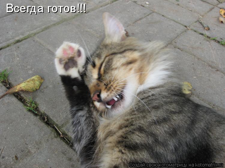Всегда готов!!!... Котоматрица: Всегда готов!!!
