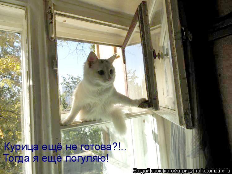 Курица ещё не готова?!.. Тогда я ещё погуляю!... Котоматрица: Курица ещё не готова?!.. Тогда я ещё погуляю!