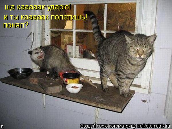 ща кааааак ударю! и ты кааааак полетишь! понял?... Котоматрица: ща кааааак ударю! и ты кааааак полетишь! понял?