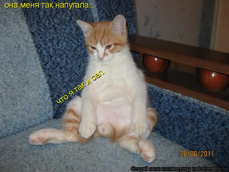 она меня так напугала... ...что я так и сел.... Котоматрица: она меня так напугала... ...что я так и сел.