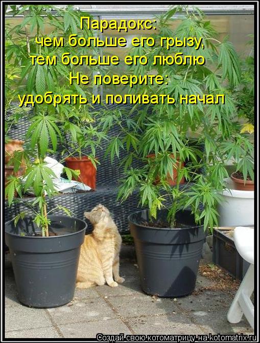 Парадокс: чем больше его грызу, тем больше его люблю Не поверите: удобрять и поливать начал... Котоматрица: Парадокс: чем больше его грызу, тем больше его люблю Не поверите: удобрять и поливать начал