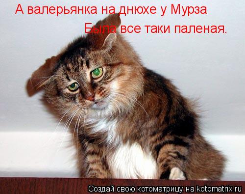 А валерьянка на днюхе у Мурза Была все таки паленая.... Котоматрица: А валерьянка на днюхе у Мурза Была все таки паленая.